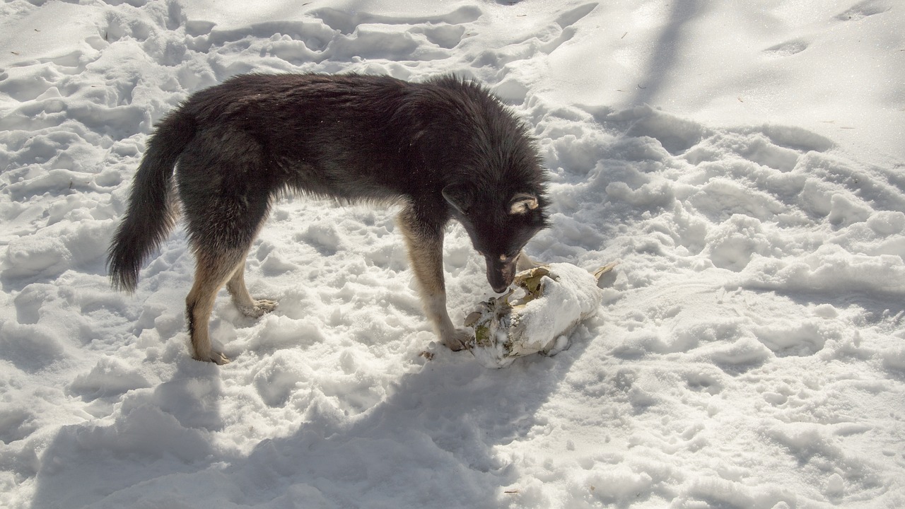 dog  skull  forage free photo