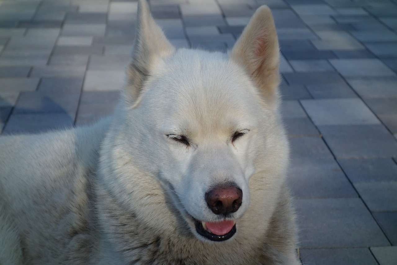 dog  mammal  husky free photo