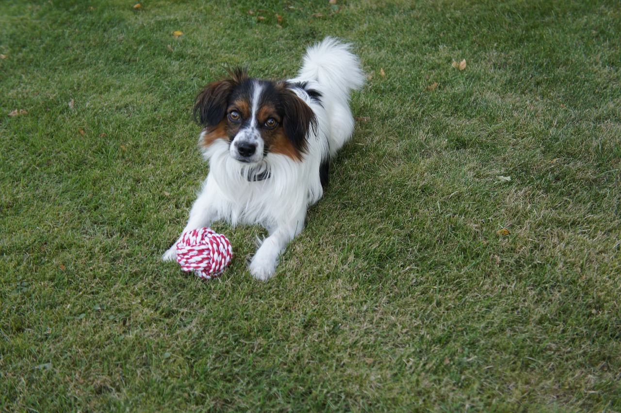 dog  pets  papillon free photo