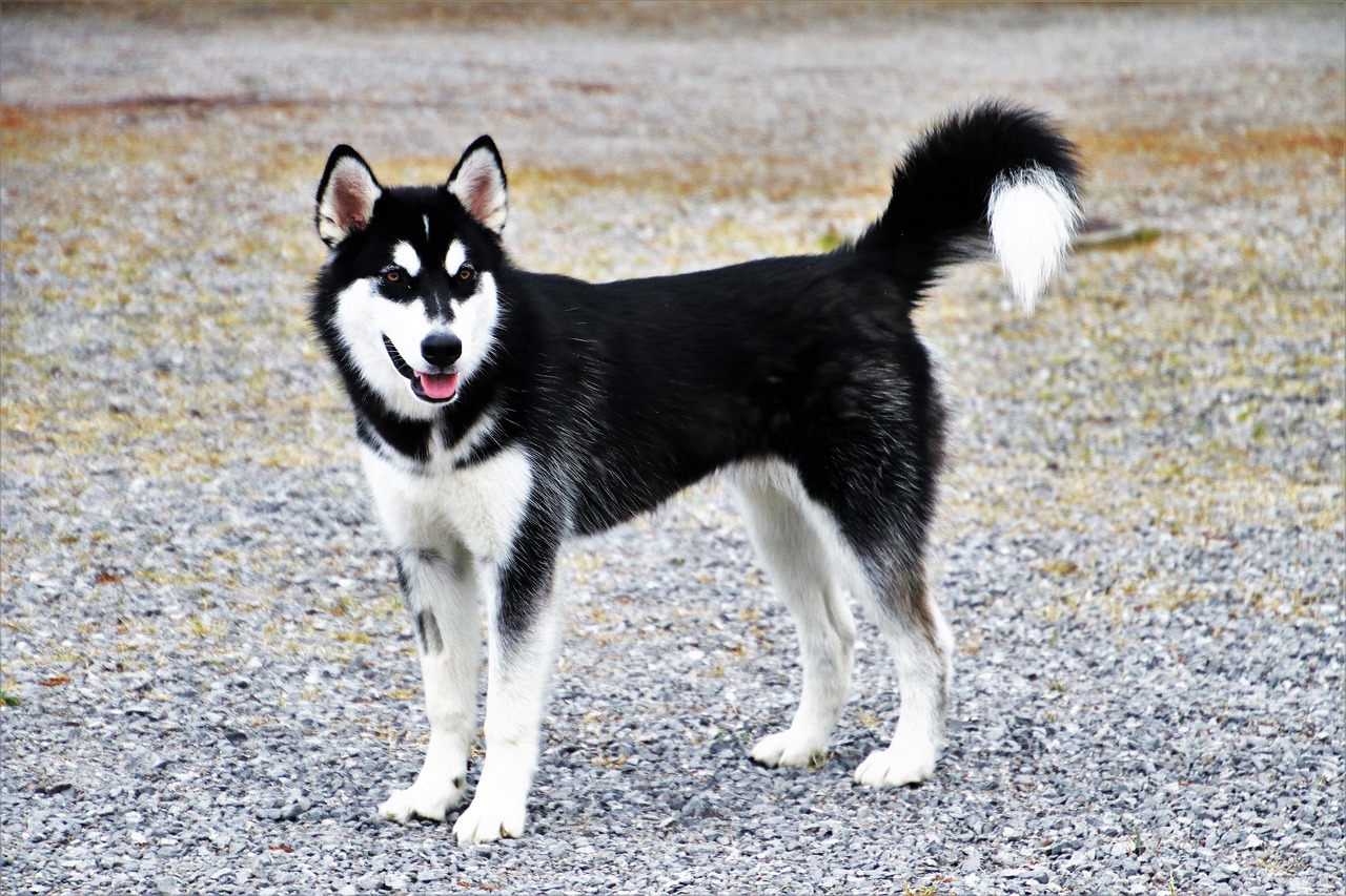 dog  charming  husky free photo