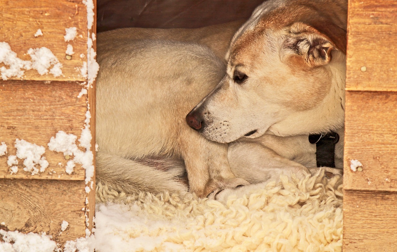 dog  dog house  shelter free photo