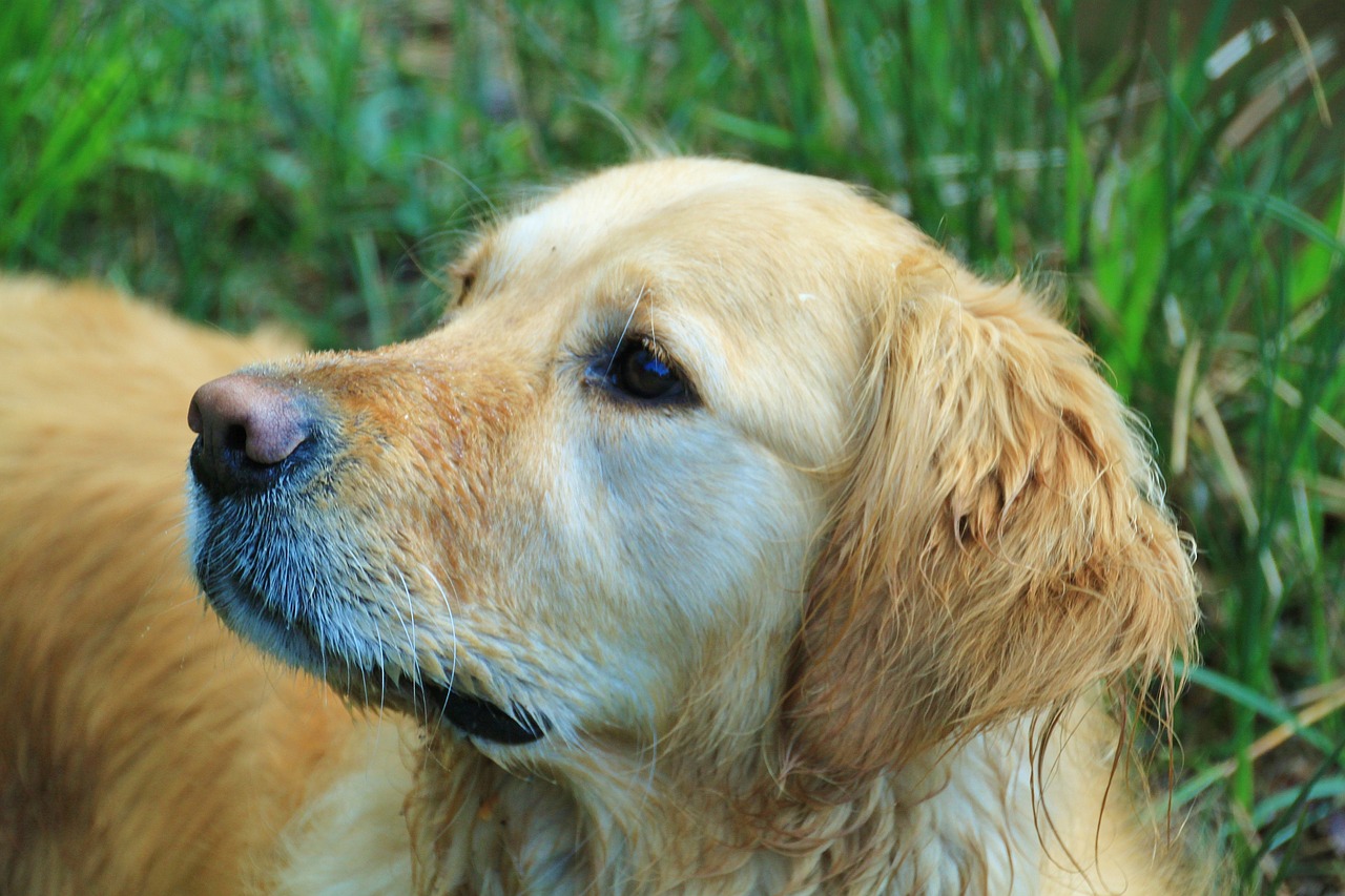 dog dogs animal portrait free photo