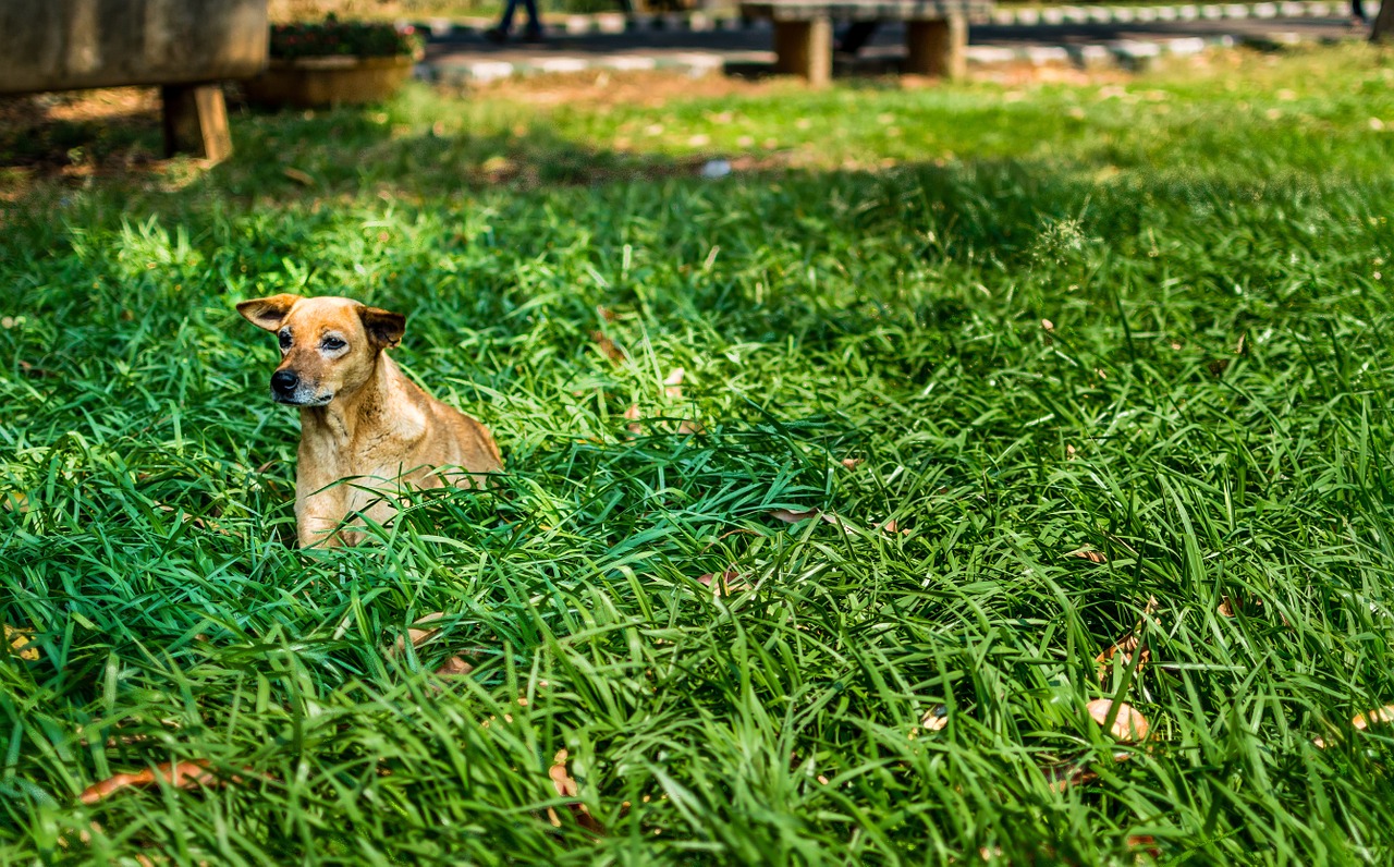 dog alone green free photo