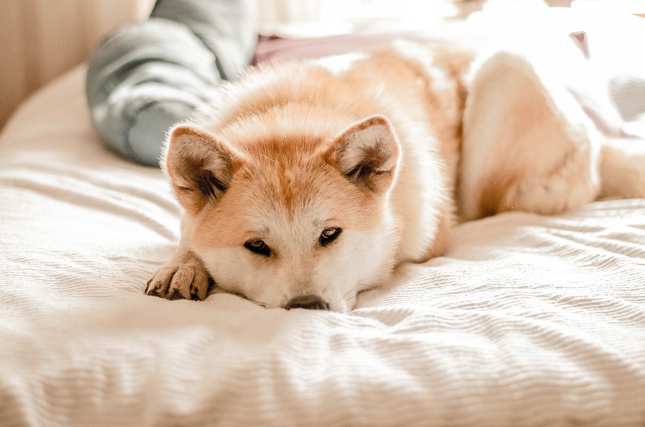 dog  akitainu  pet free photo