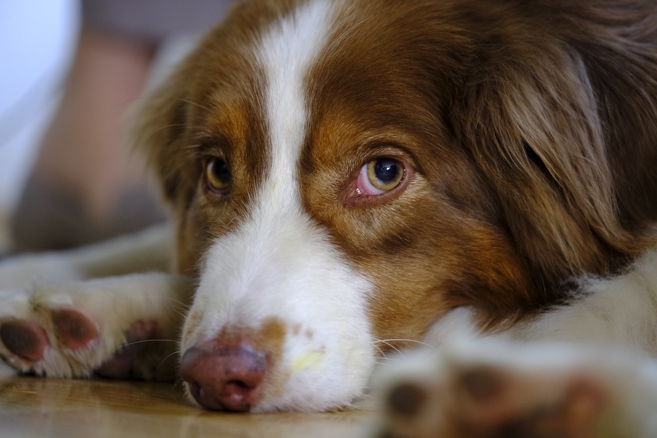 dog  australian shepherd  pet free photo