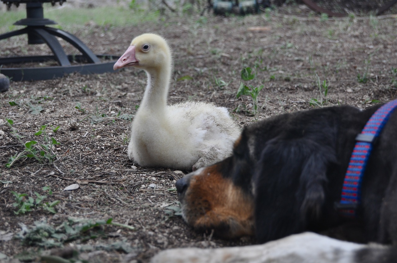 dog goose gosling free photo