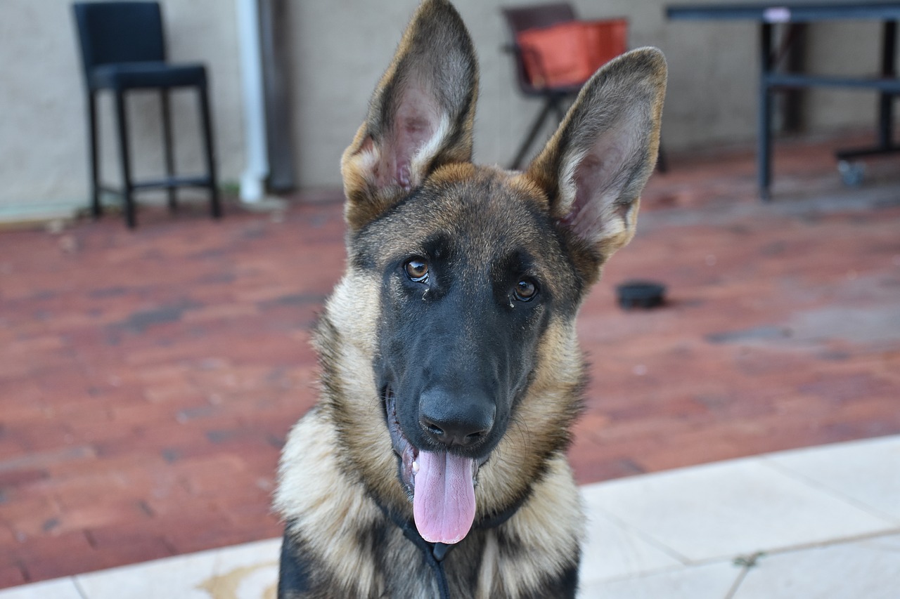 dog  pet  german shepherd free photo