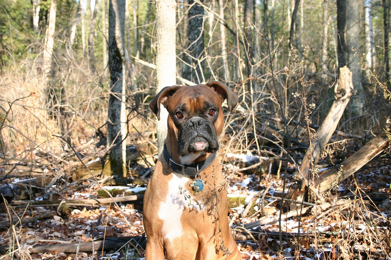 dog boxer sitting free photo