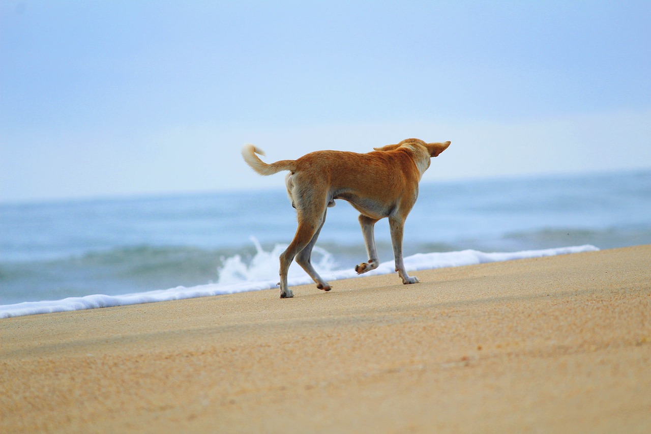 dog  beach  animal free photo