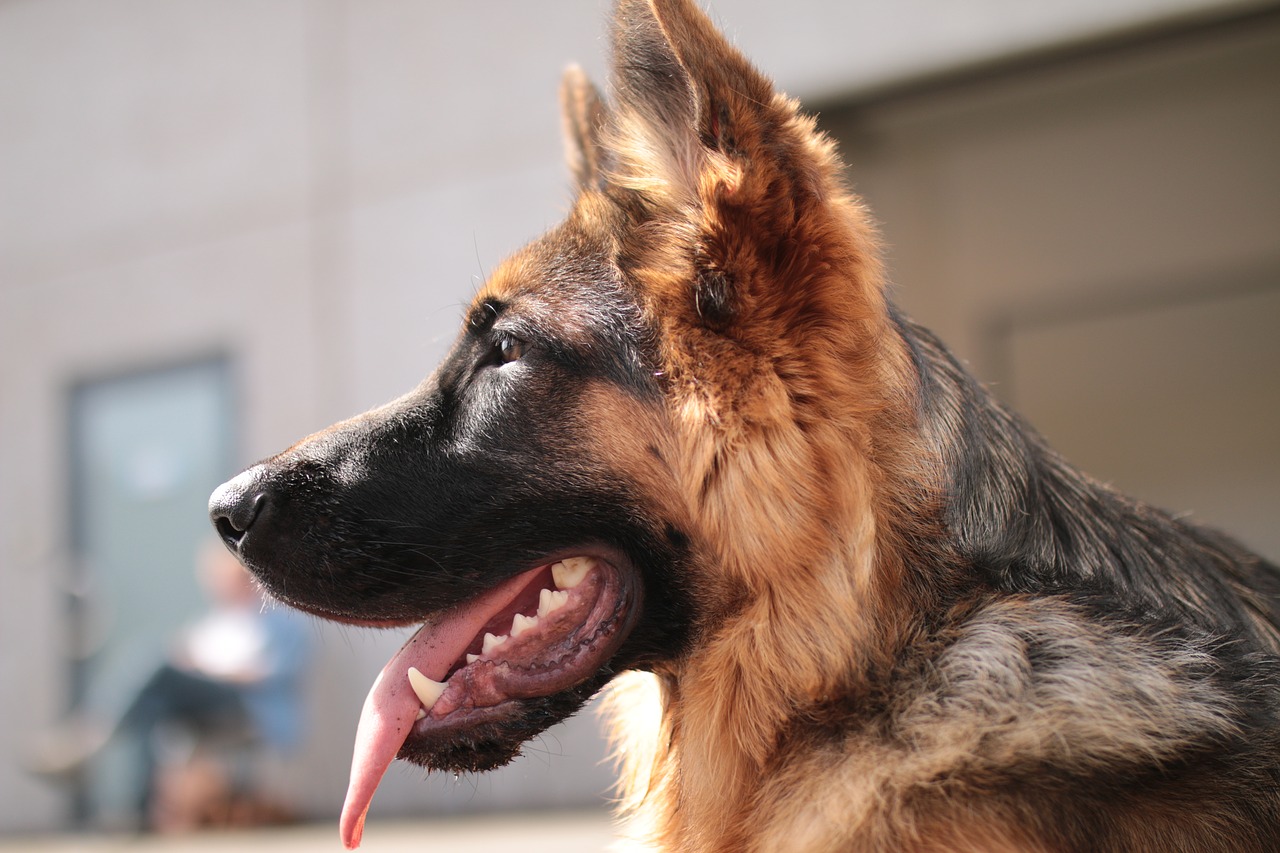 dog  german shepherd  domestic animal free photo