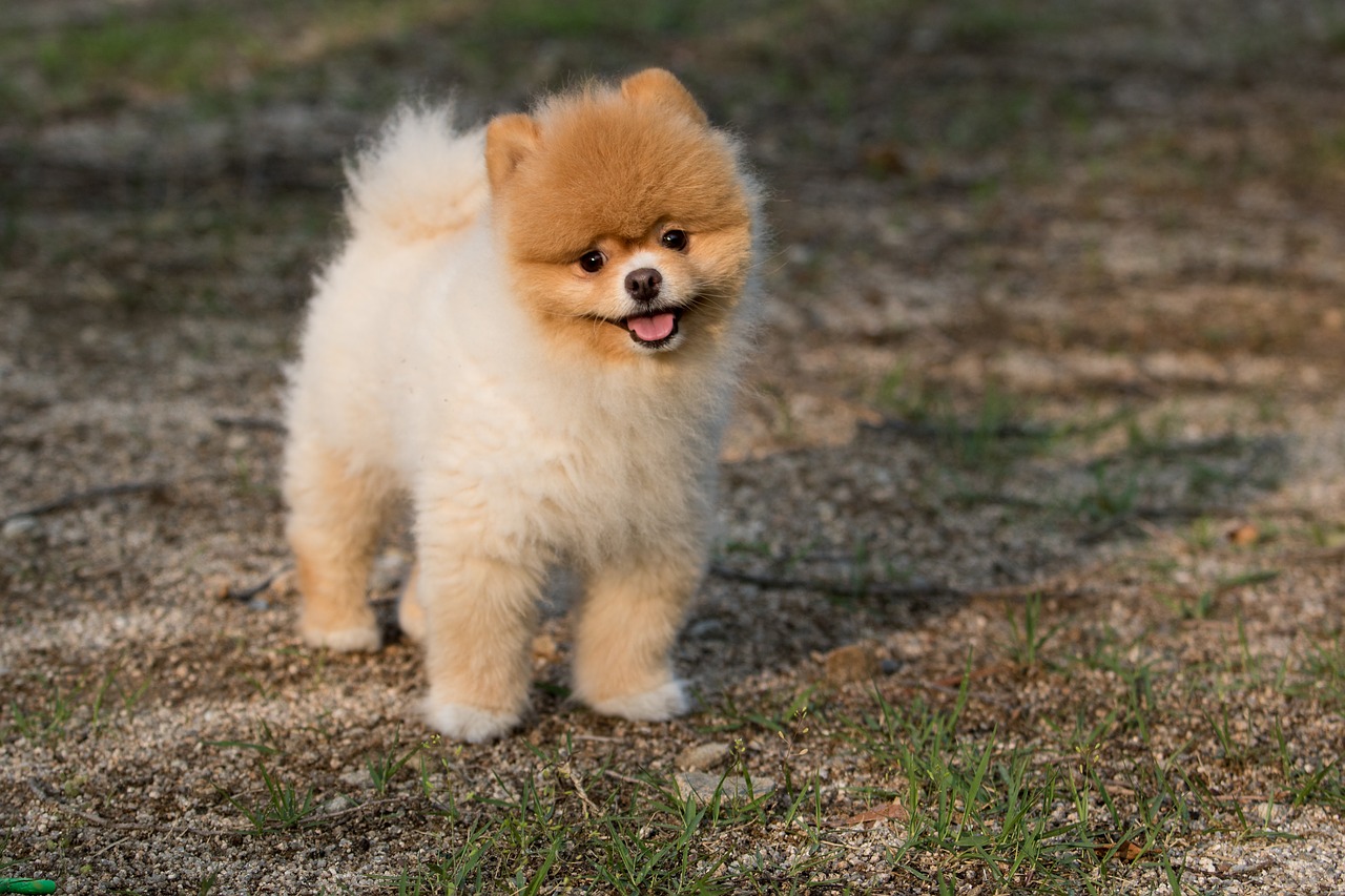 dog  animal  puppy free photo