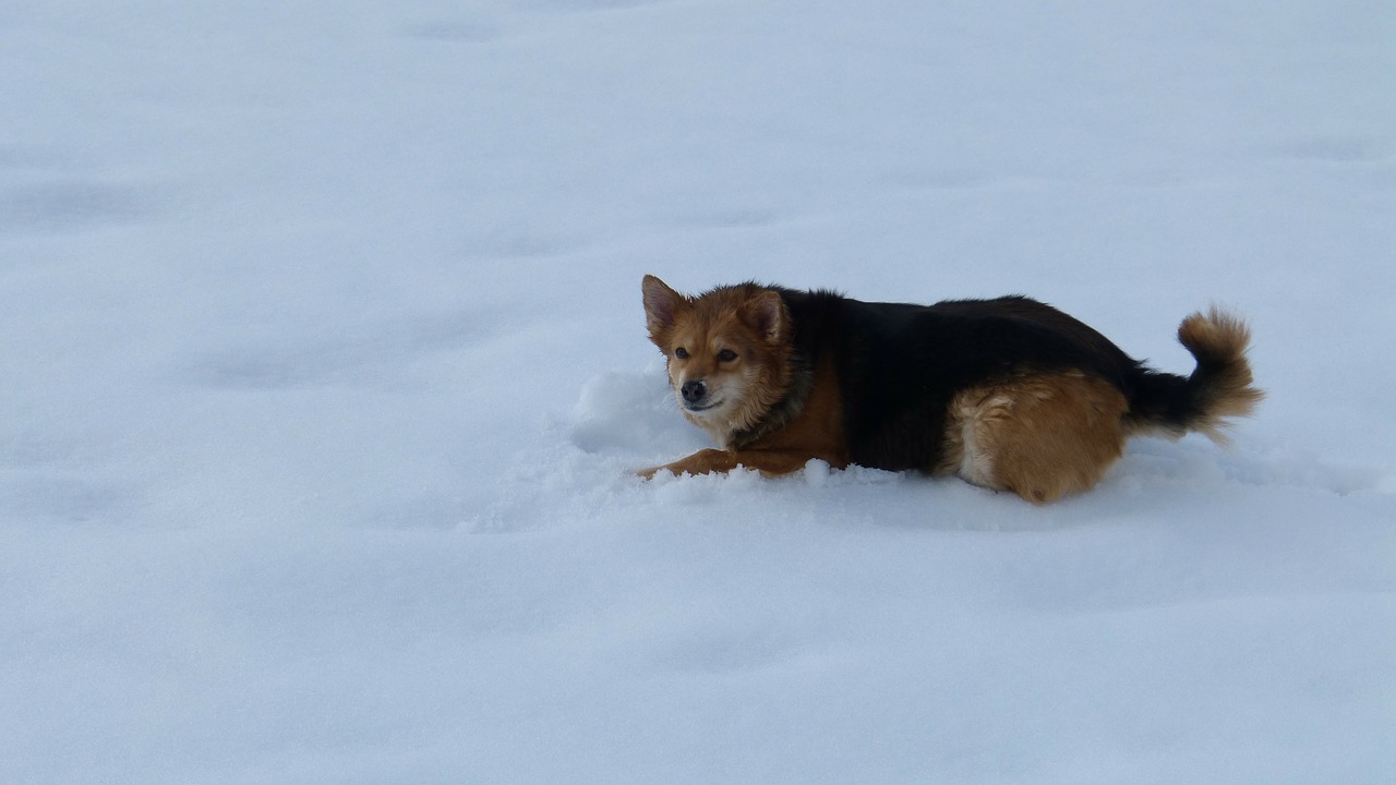 dog snow fun free photo