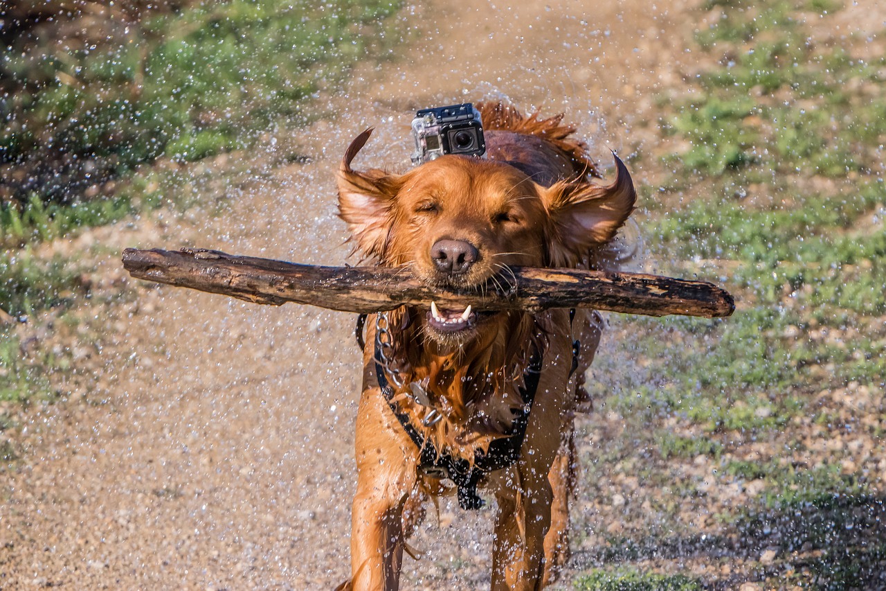 dog  golden retriever  gopro free photo