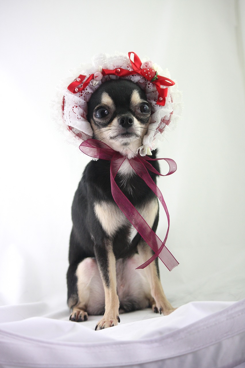 dog  chihuahua  small dogs free photo