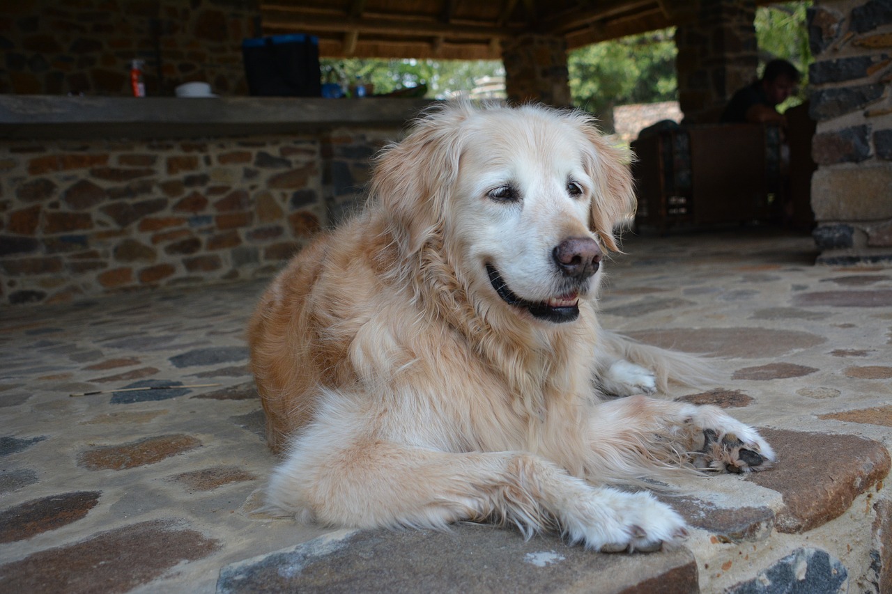 dog  golden retriever  canine free photo