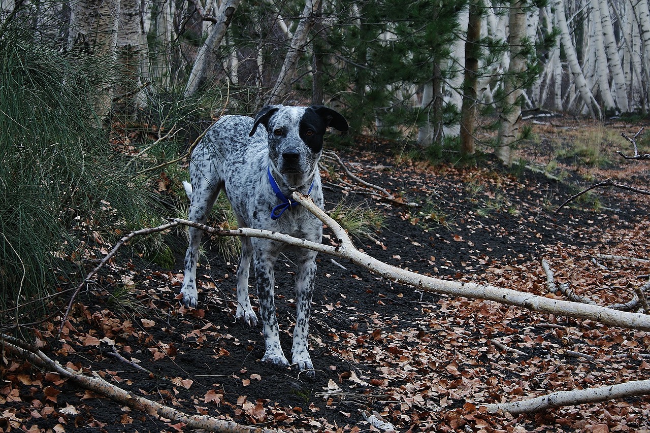 dog  hunting dog  attention free photo