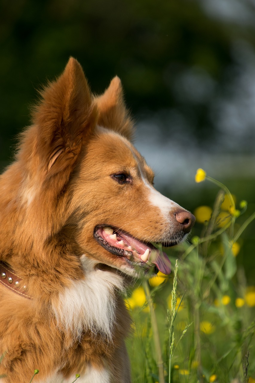 dog  portrait  meadow free photo