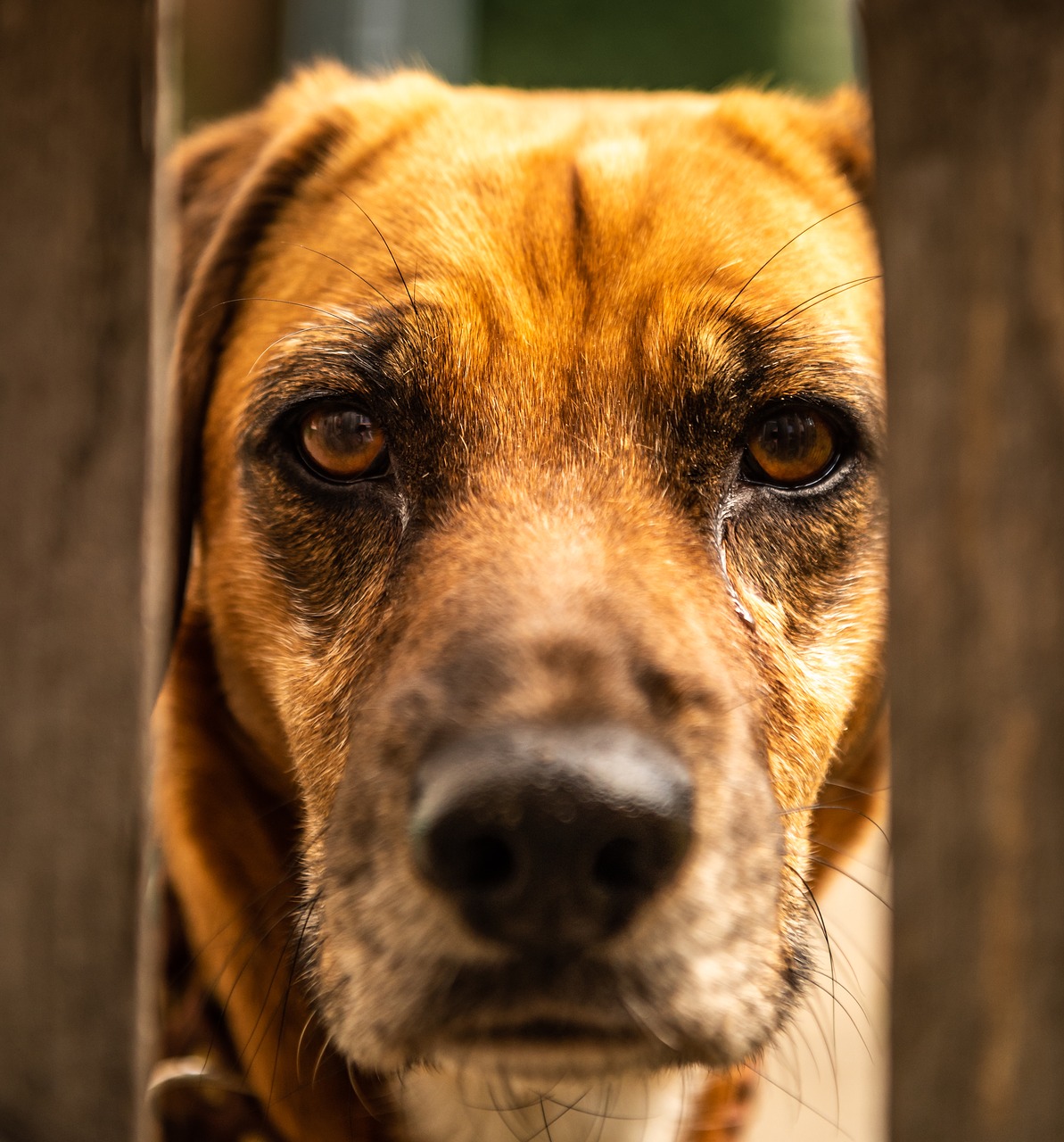 dog  animal  portrait free photo