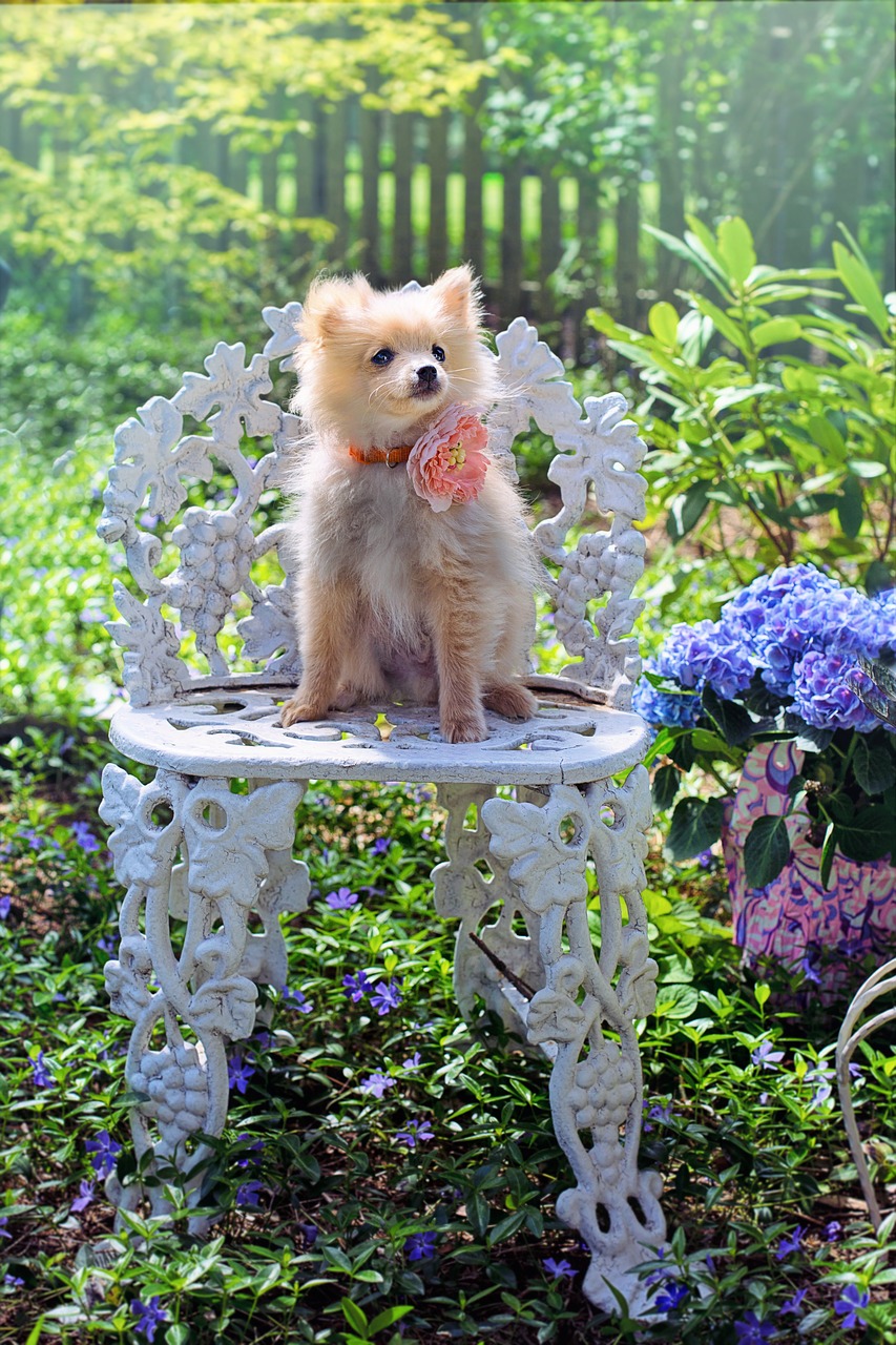 dog  puppy  pomeranian free photo