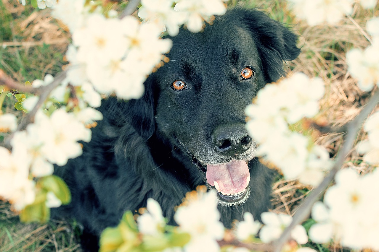 dog  blossom  bloom free photo