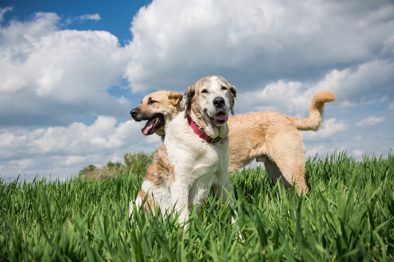 dog  meadow  dog portrait free photo