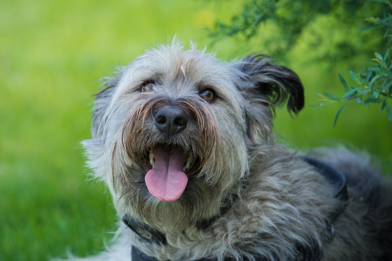 dog  meadow  dog portrait free photo