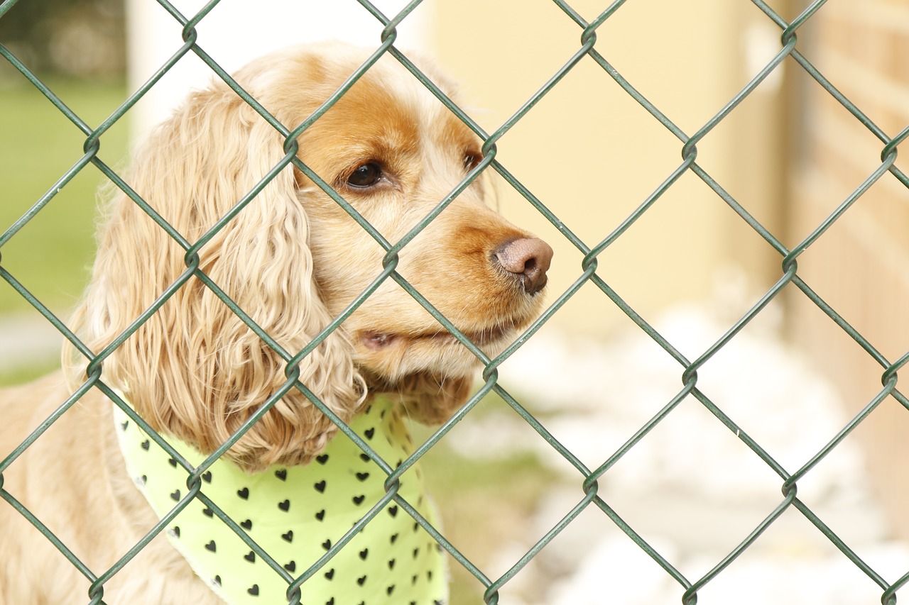 dog  dog behind bars  dog locked up free photo