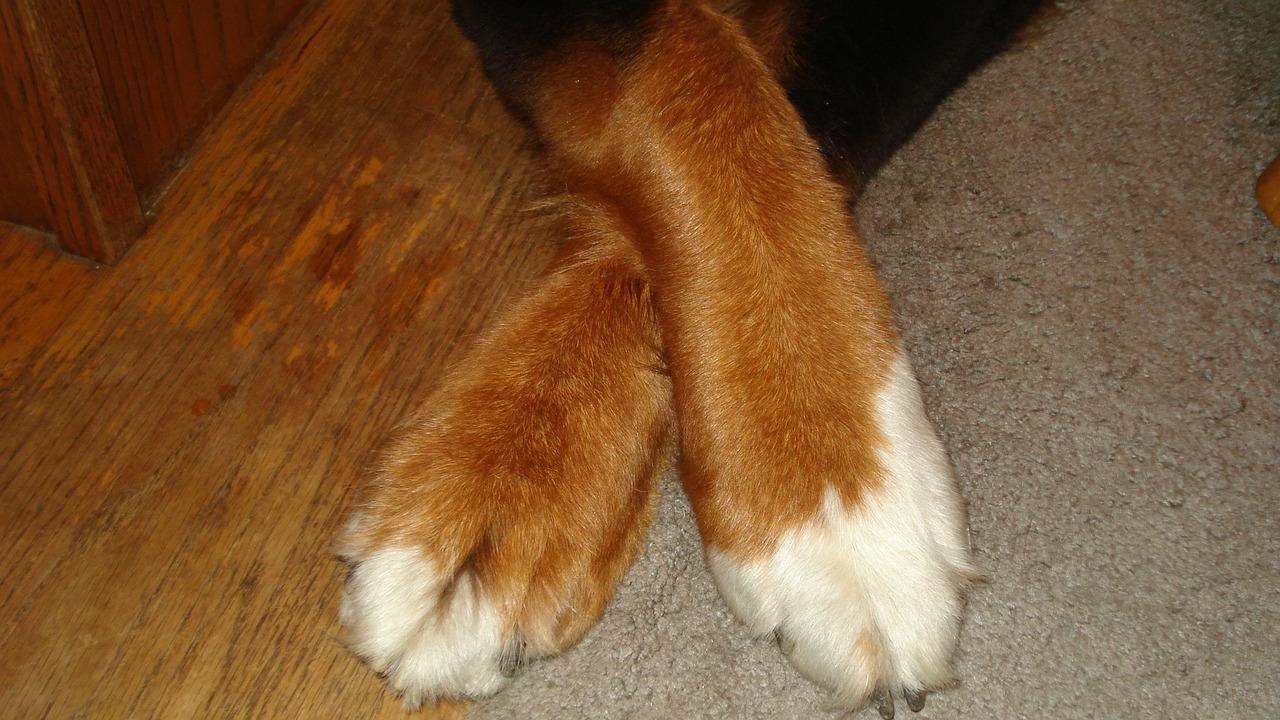 dog paws content free photo