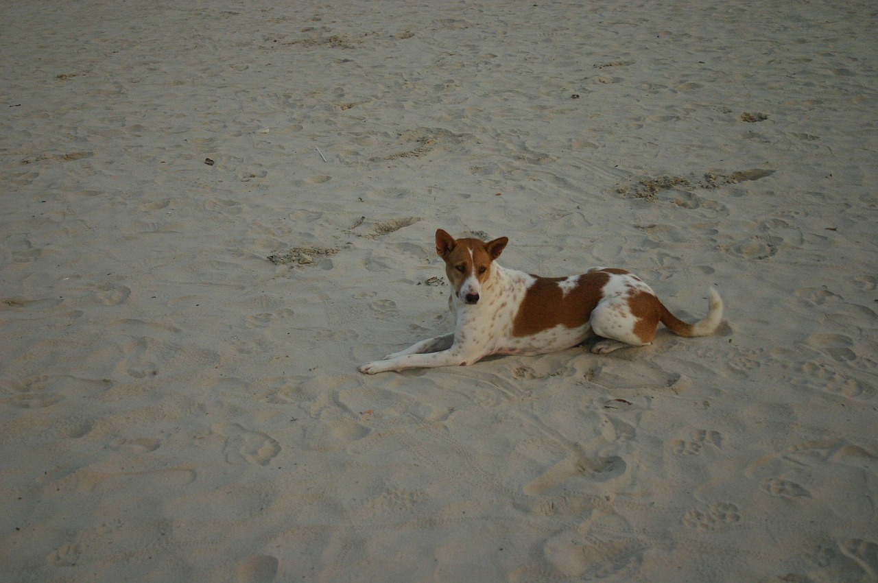 dog animal portrait portrait free photo