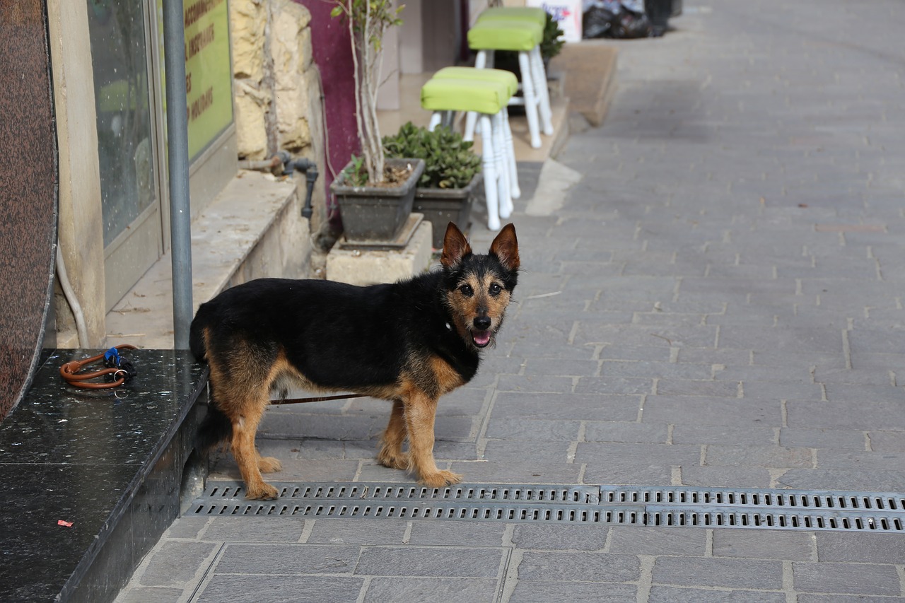 dog  street  waiting free photo