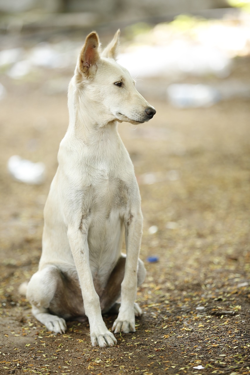 dog  white  street dog free photo