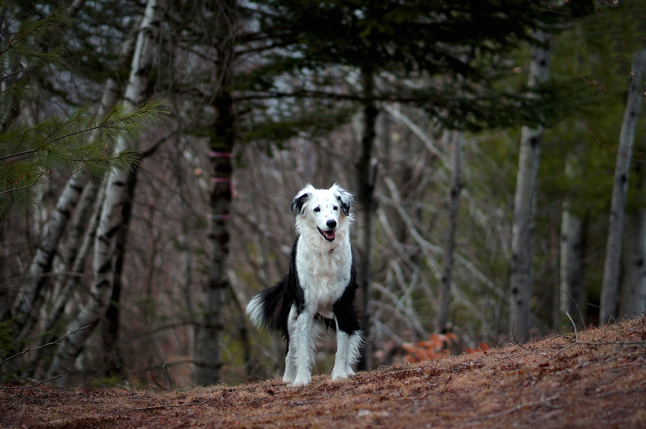 dog  pet  black and white free photo