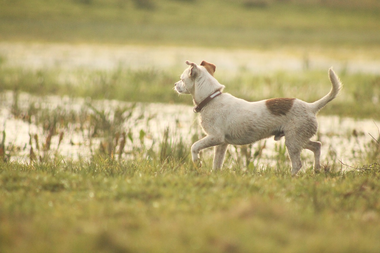 dog  field  dog playing free photo