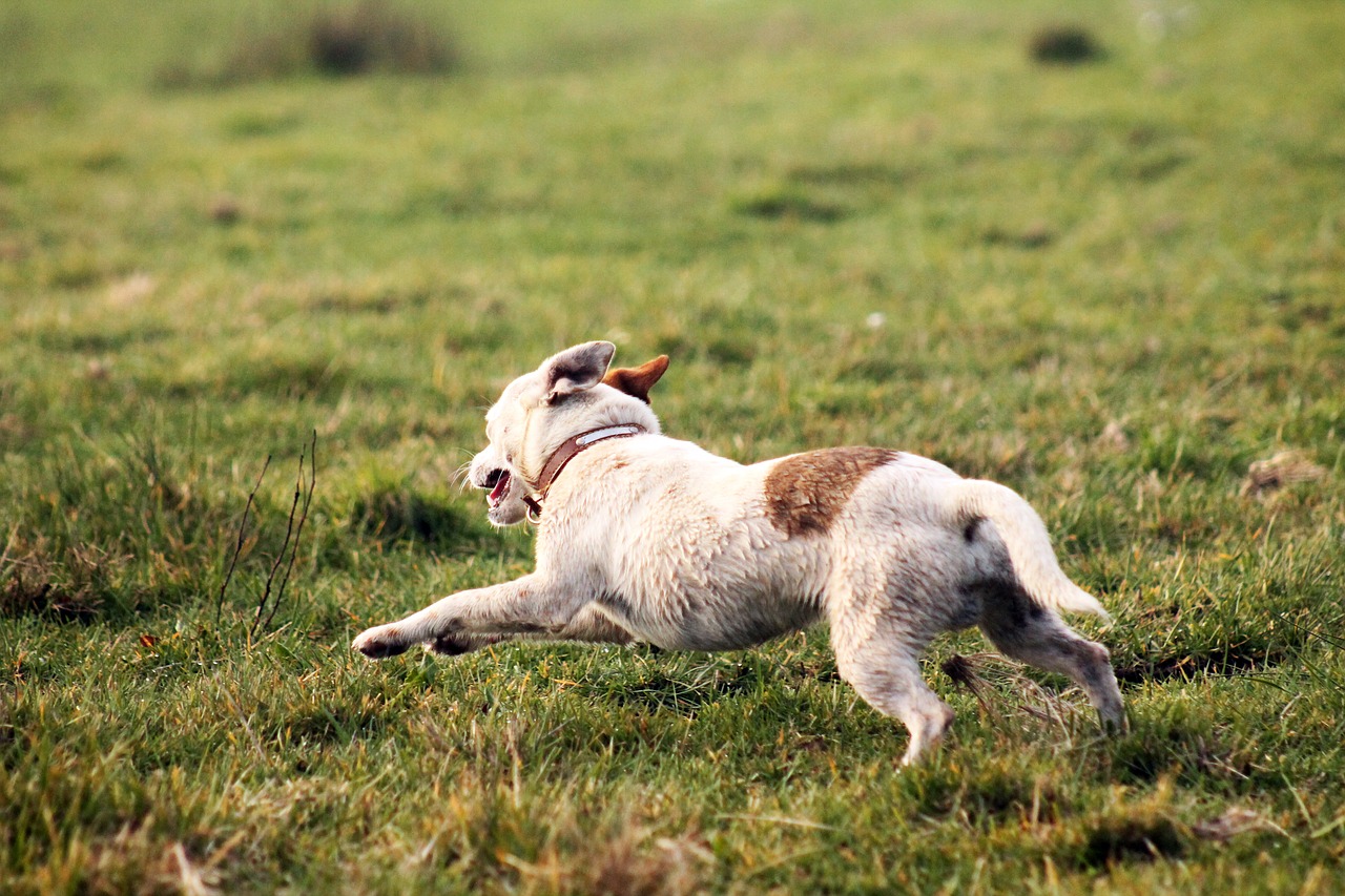 dog  field  dog playing free photo