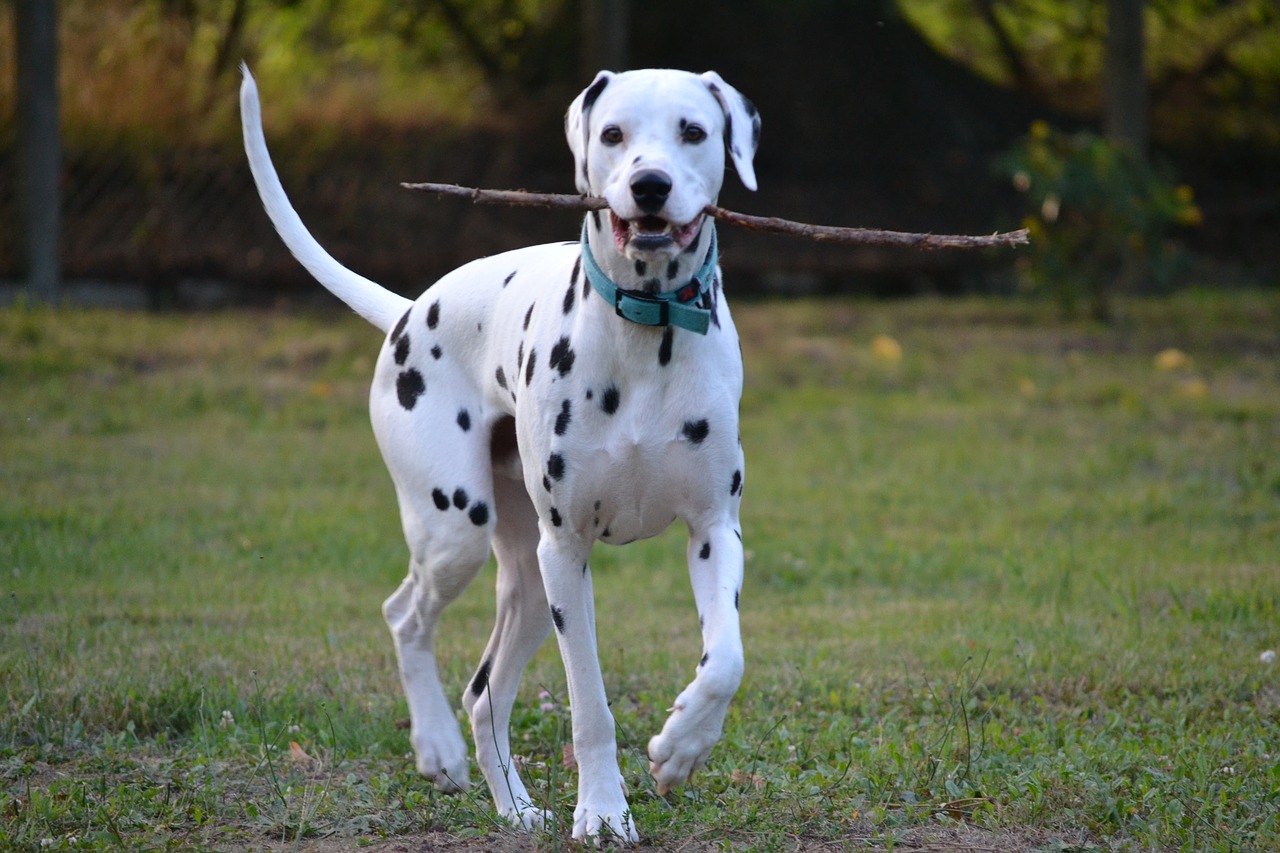 dog  animals  portrait animals free photo