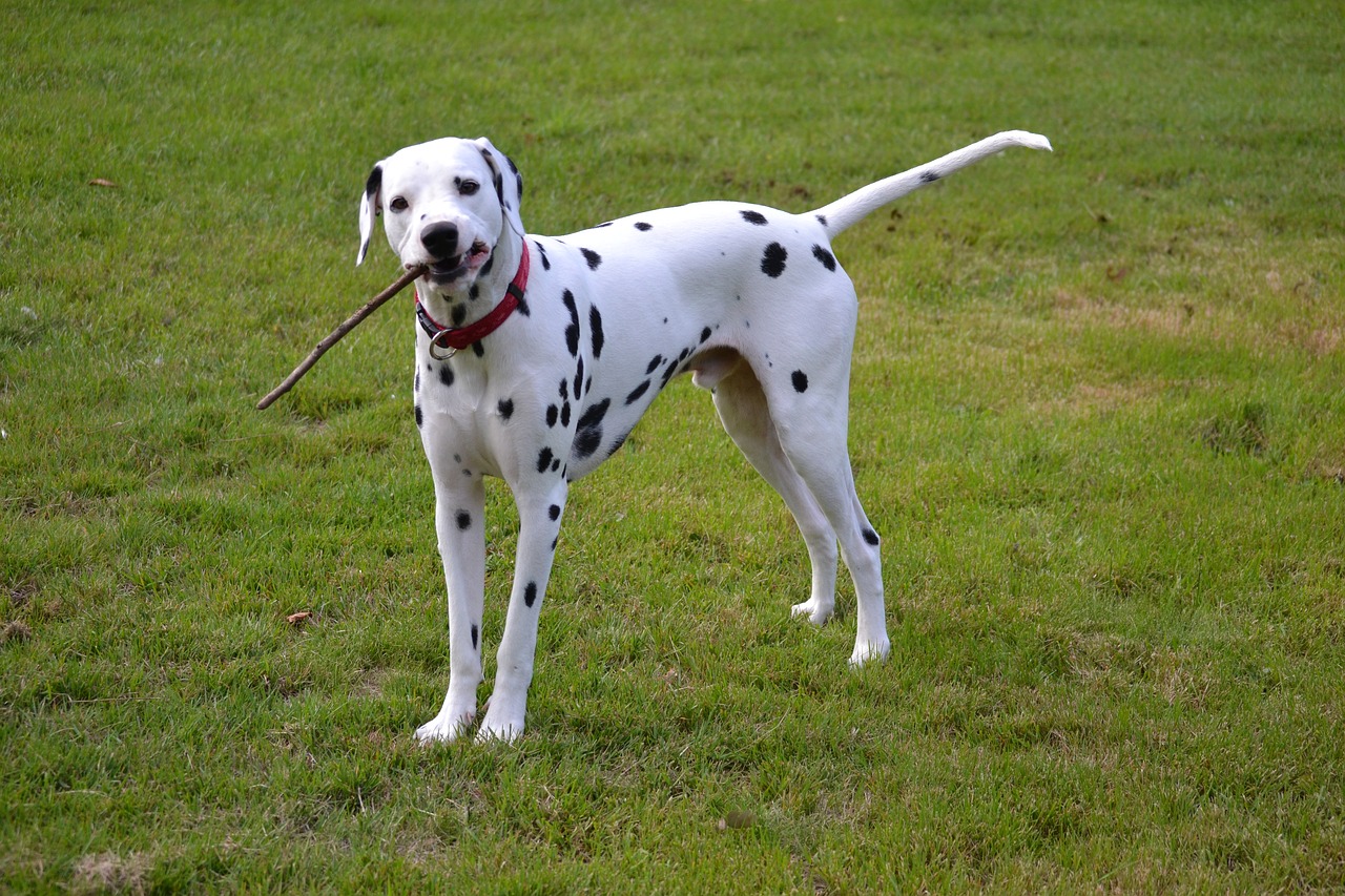 dog  animals  portrait animals free photo