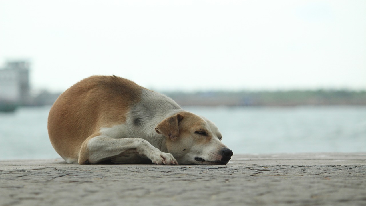 dog  sleep  calm free photo