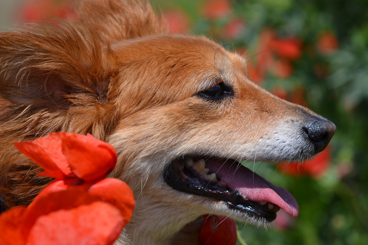 dog  nature  outdoors free photo