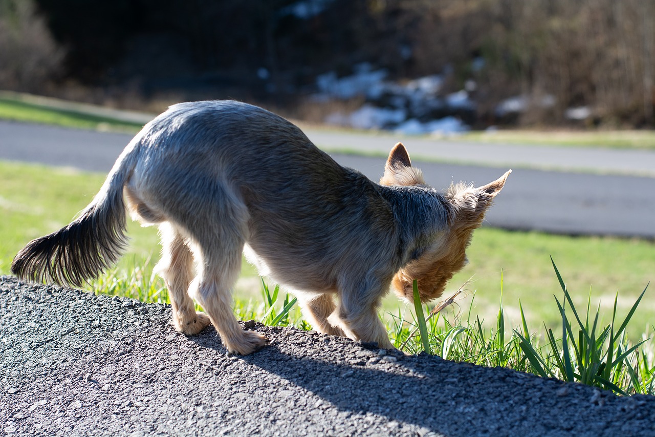 dog  small dog  yorki free photo