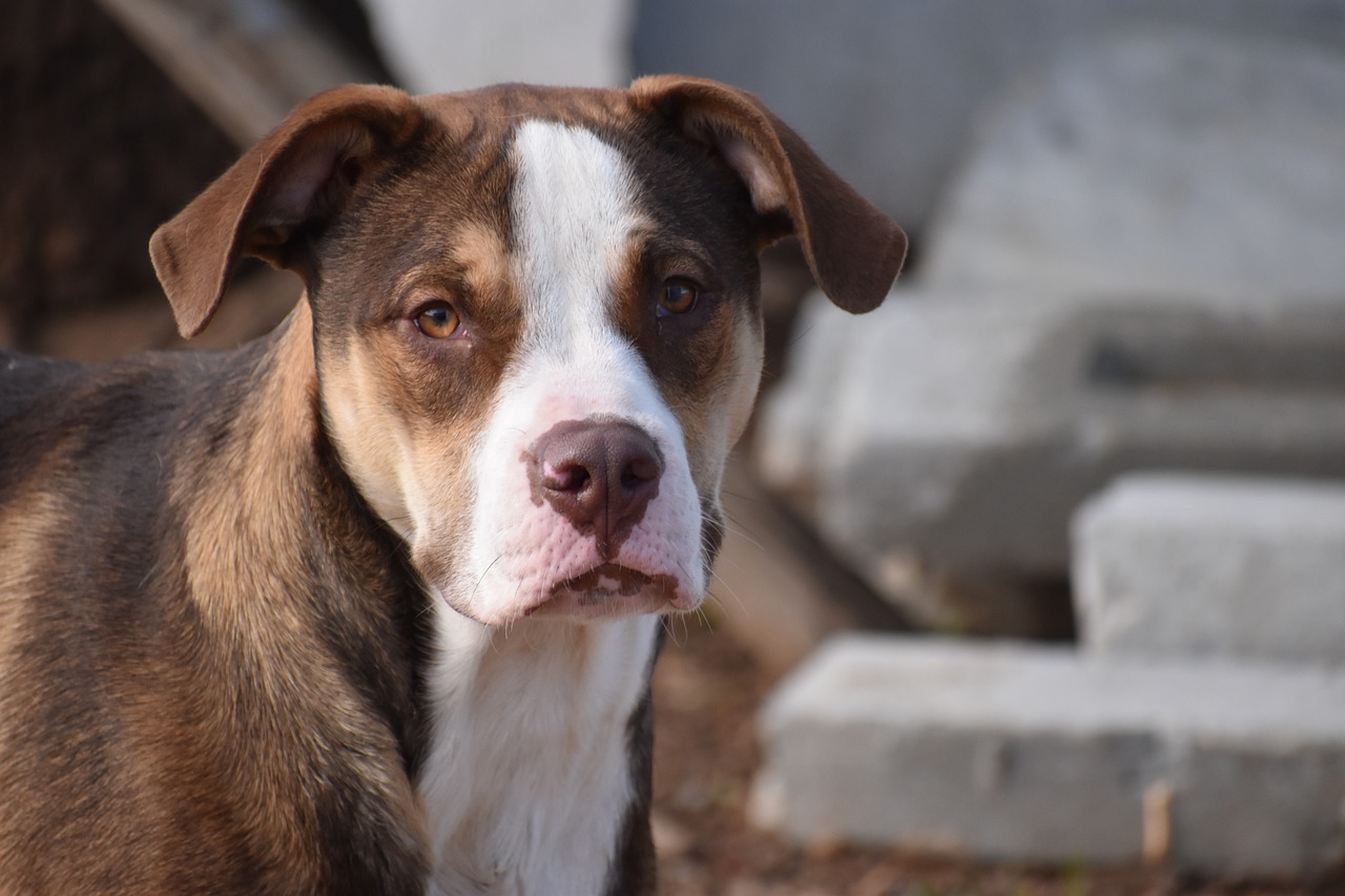 dog  mammal  portrait free photo