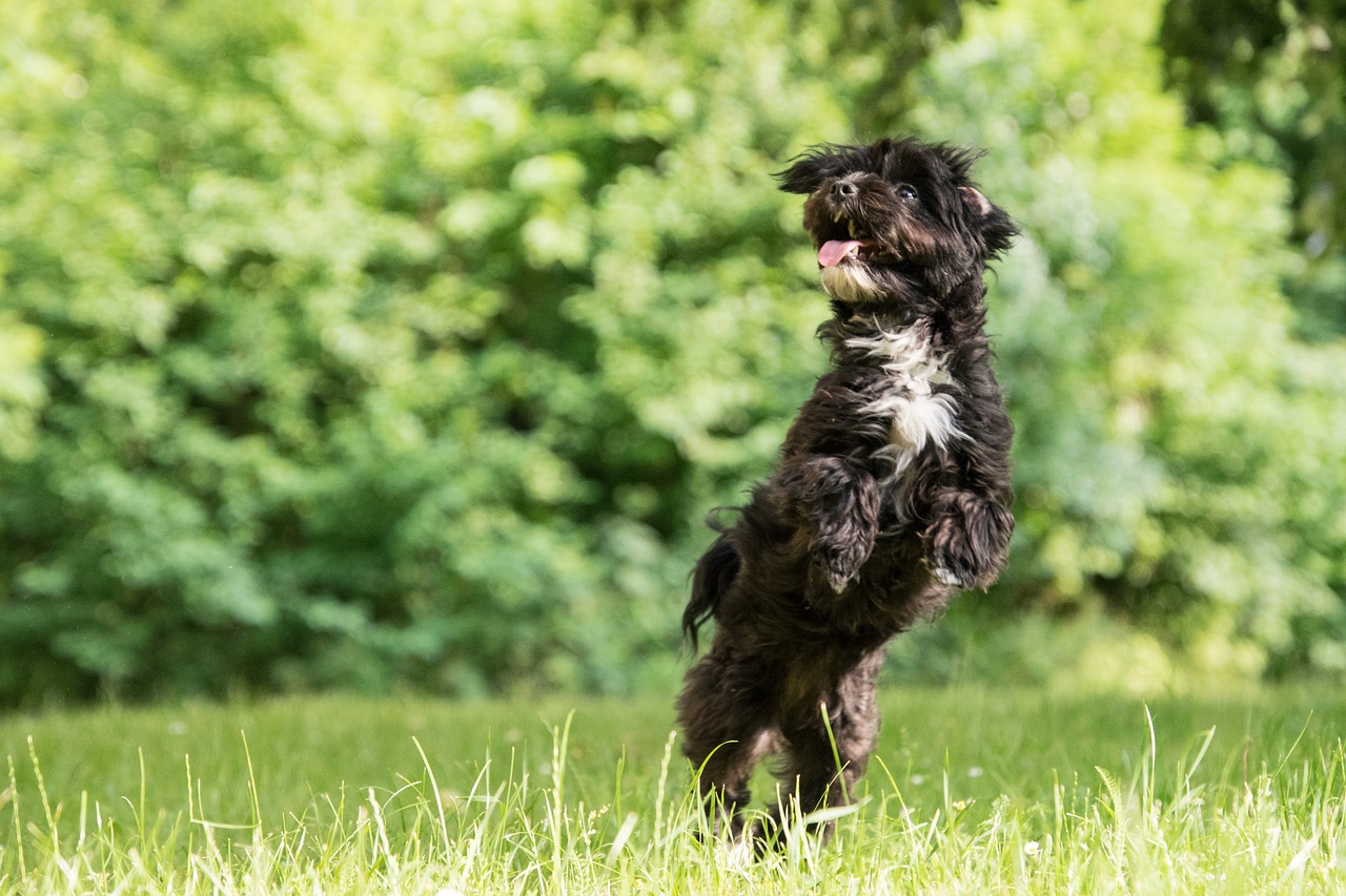 dog  play  jump free photo