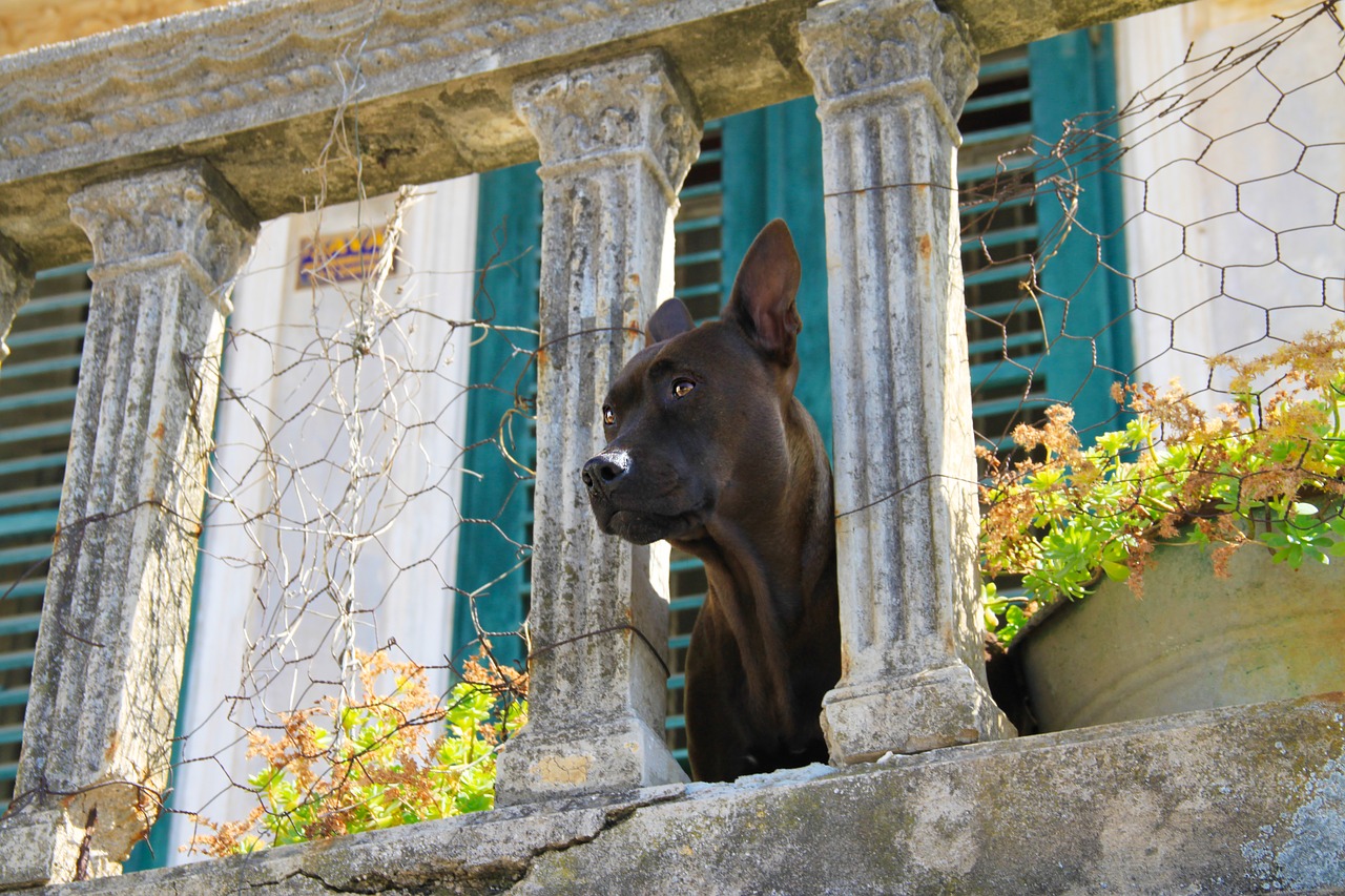 dog  view  balcony free photo