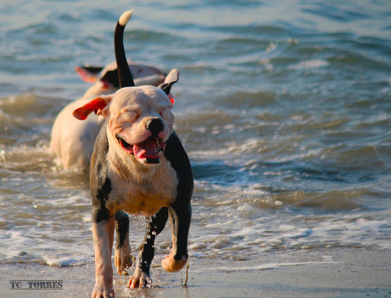 dog happy beach free photo