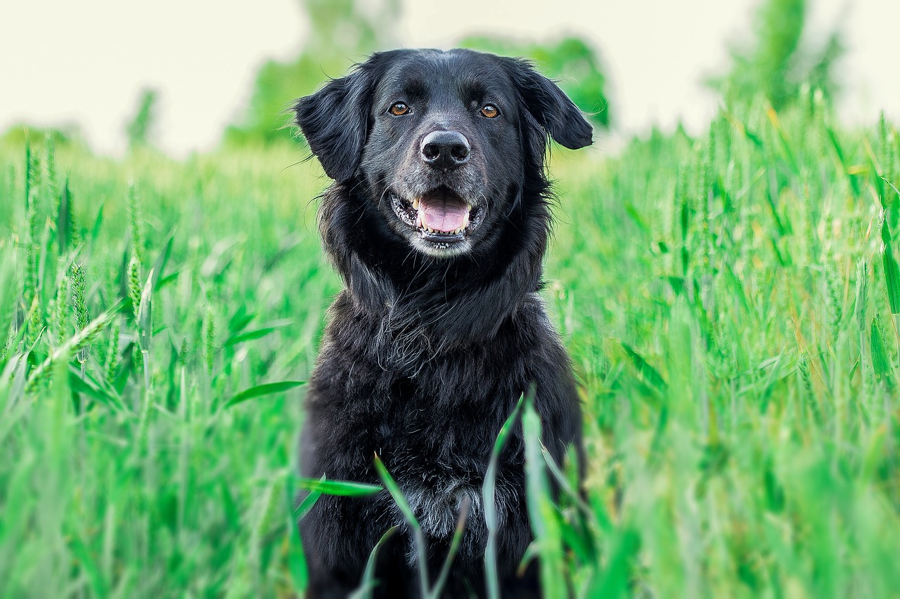 dog  retriever  golden retriever free photo