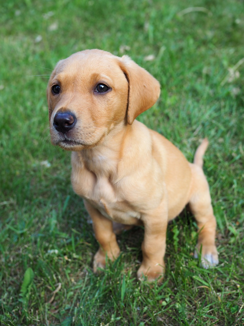 dog  puppy  hunting labrador free photo