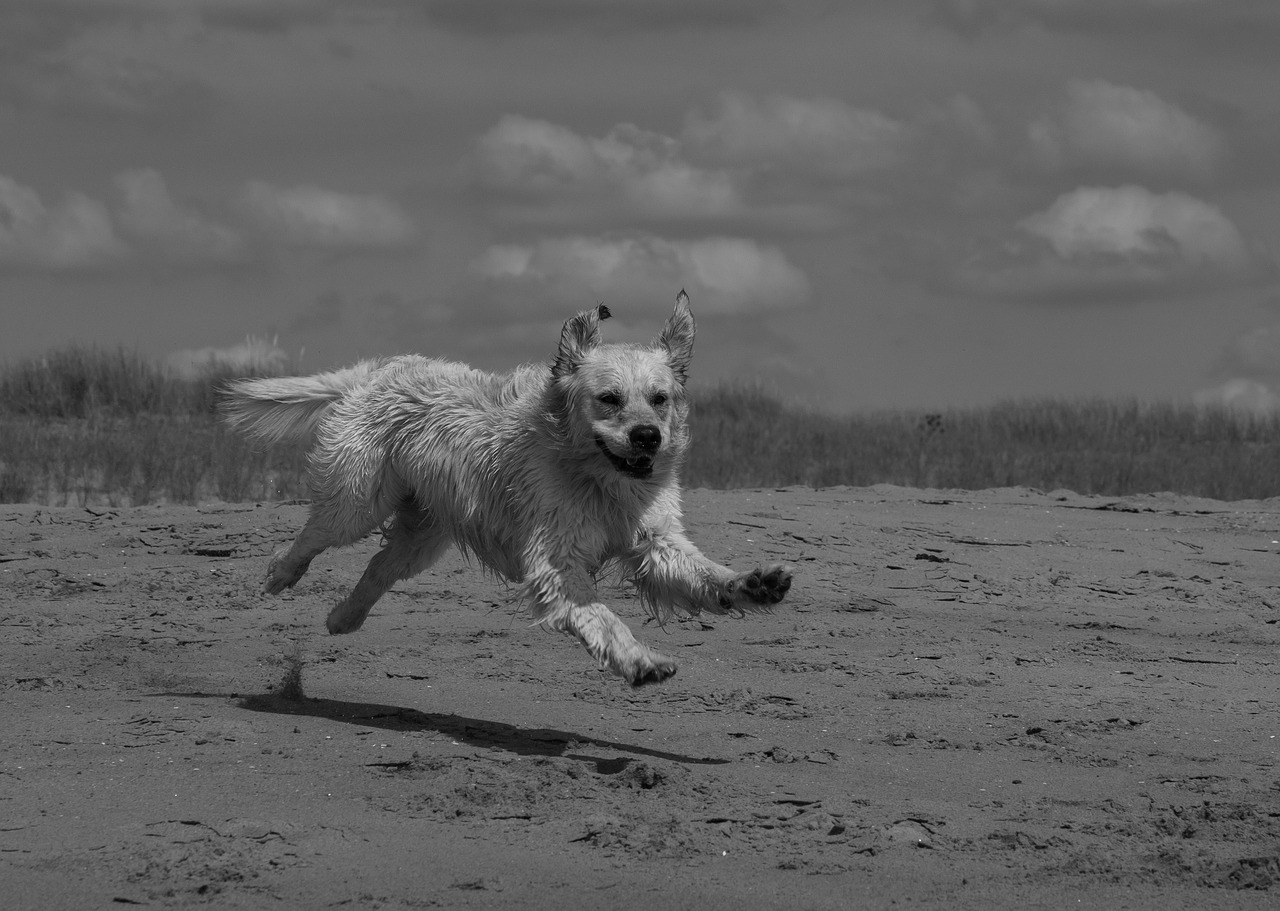 dog  golden retriever  male free photo