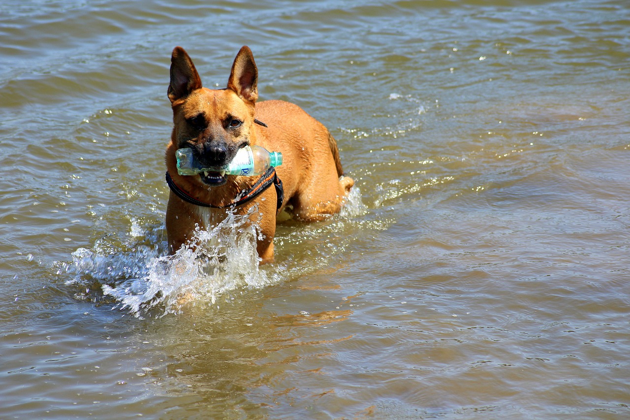 dog  fun  water free photo