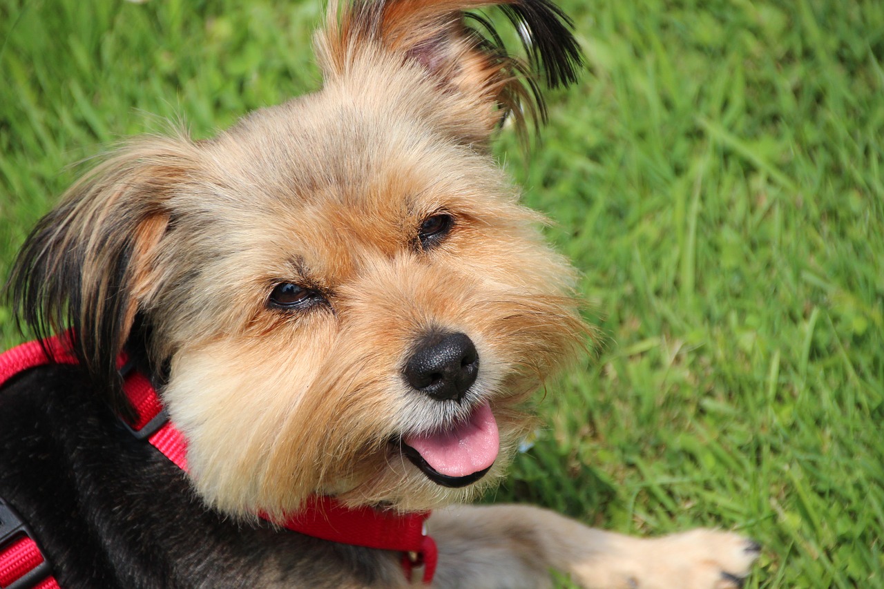 dog  yorkshire terrier  small dog free photo