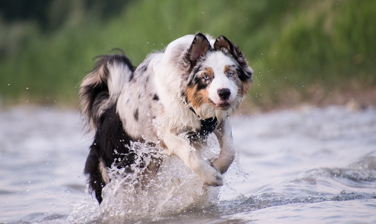 dog  race  water free photo