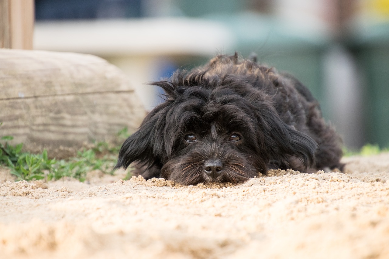 dog  animal  sand free photo